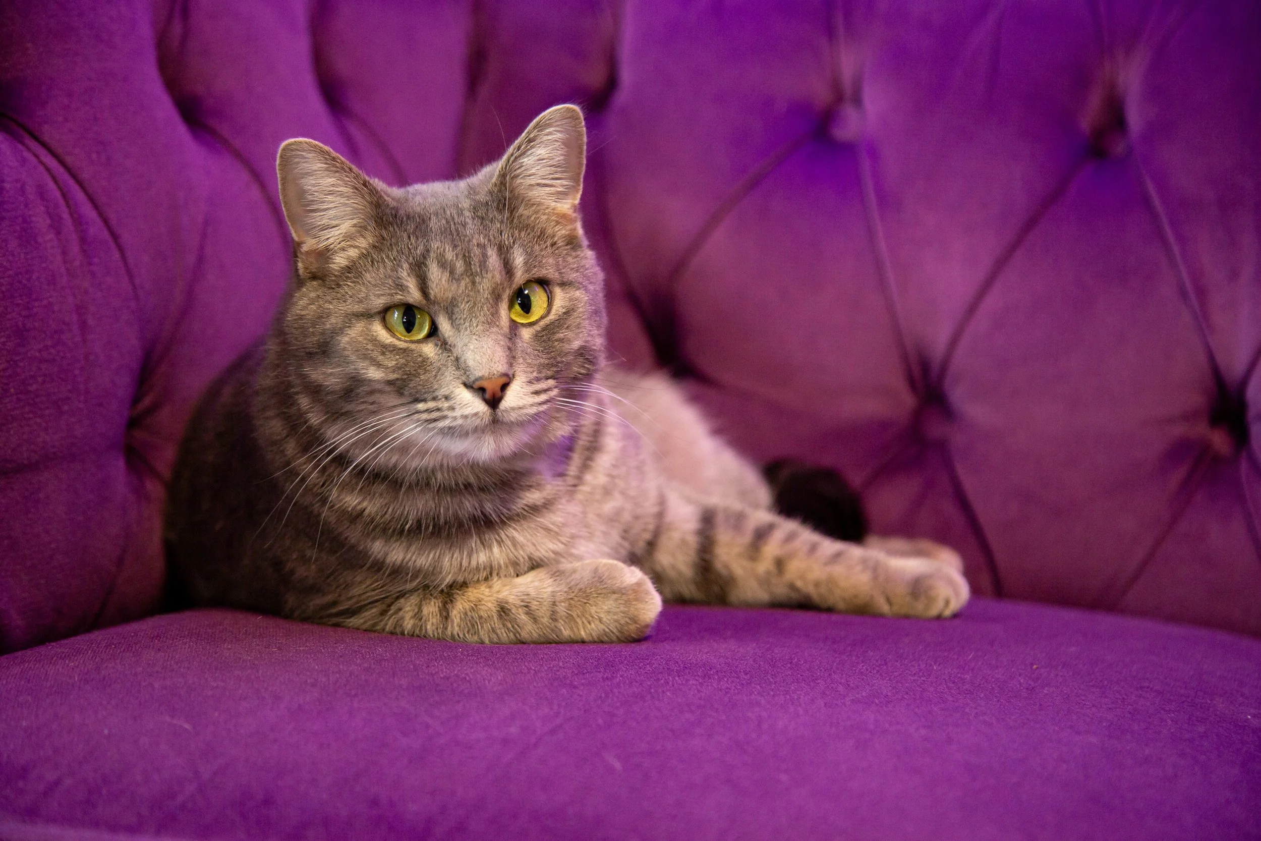 Cady Lady Cafe Gift Card — The Cat Lady Cafe